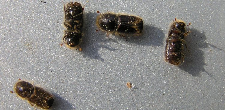 (Fot. Wikimedia Commons)