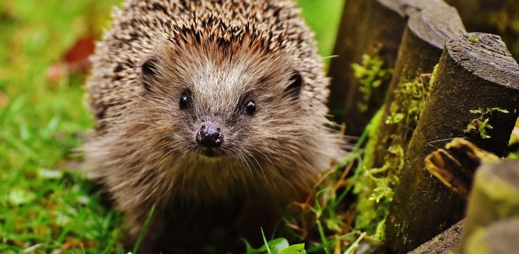 Zdjęcie ilustracyjne, (fot. Pixabay.com)