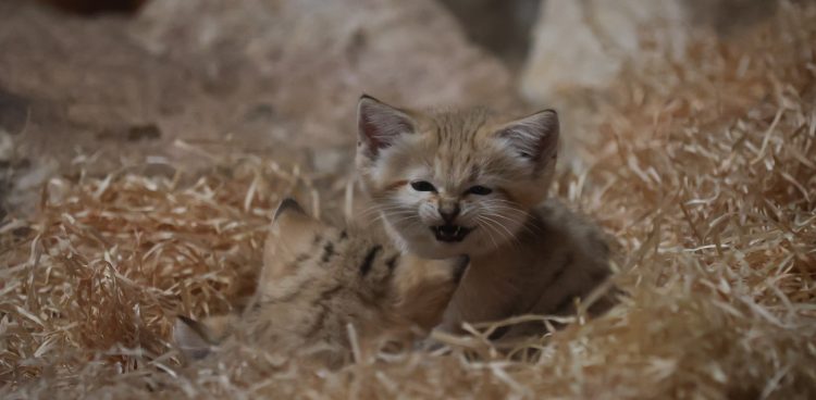 (Fot. Radio Gdańsk/Roman Jocher)