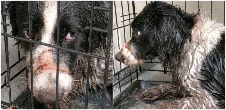 (Fot. Facebook.com/Fundacja "Animalsi" Schronisko dla Zwierząt w Kościerzynie)