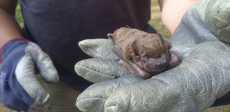 (fot. A. Świacka, Park Krajobrazowy Dolina Słupi)