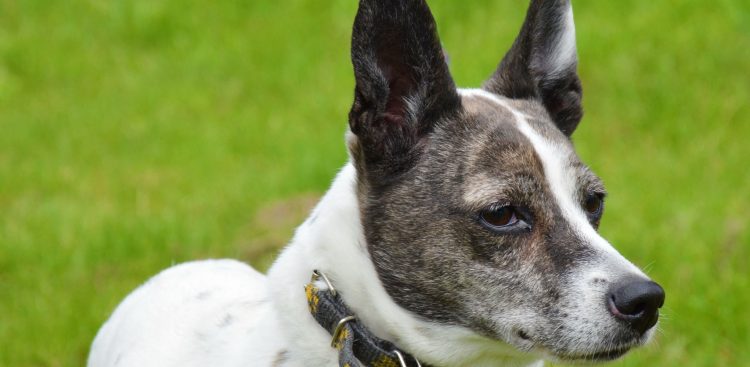 (Fot. słupskie schronisko dla zwierząt)