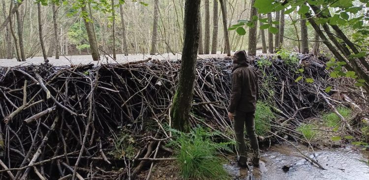 (fot. Nadleśnictwo Choczewo)