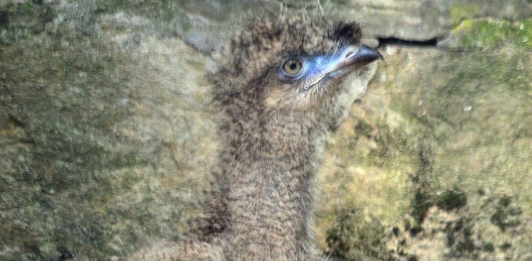 (Fot. Facebook.com/Gdański Ogród Zoologiczny)