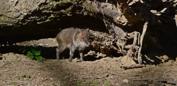 (Fot. Facebook.com/Gdański Ogród Zoologiczny)