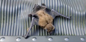 Zdjęcie ilustracyjne (Fot. KFP/Maciej Kosycarz)