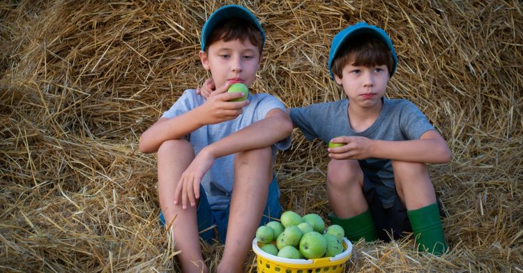 (Fot. publicdomainpictures)