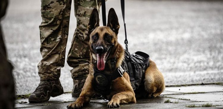 (fot. KWP w Gdańsku)