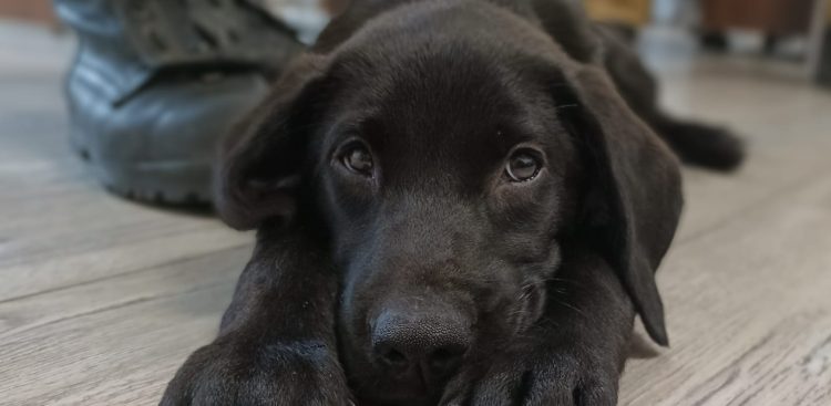 (Fot. Facebook.com/KM PSP Gdańsk)