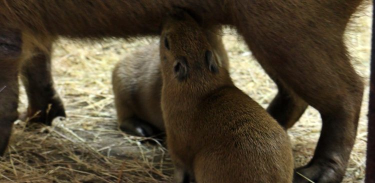 (Fot. Facebook.com/Gdański Ogród Zoologiczny)