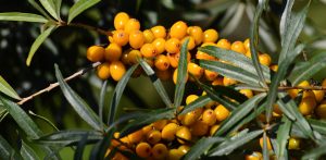 (Fot. Wikimedia Commons/Joanna Boisse)