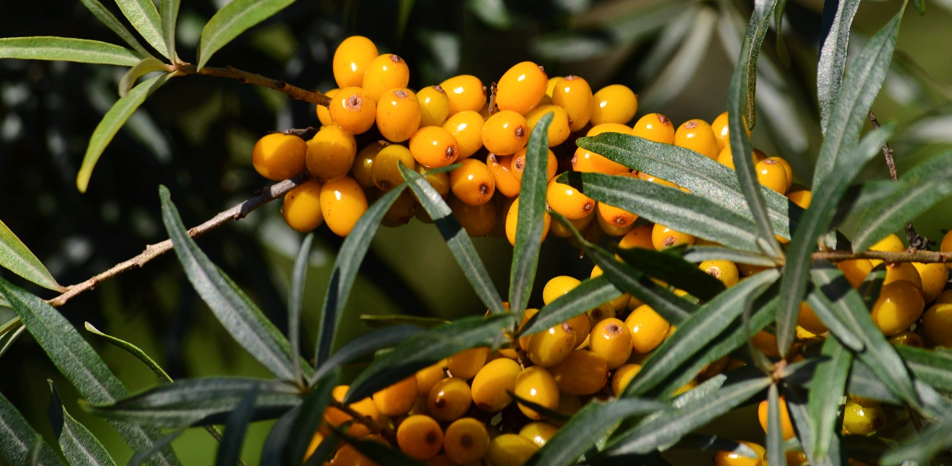 (Fot. Wikimedia Commons/Joanna Boisse)