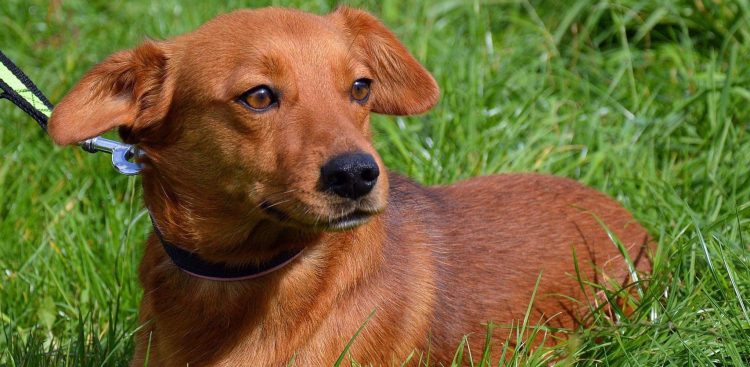 (Fot. słupskie schronisko dla zwierząt)