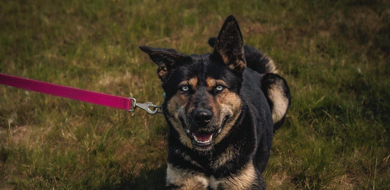 (Fot. słupskie schronisko dla zwierząt)