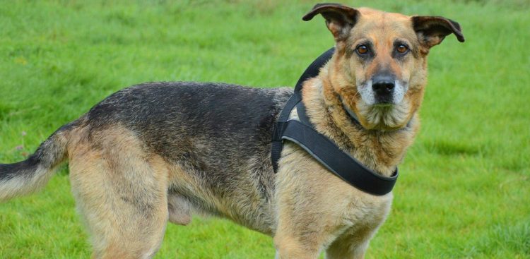 (Fot. słupskie schronisko dla zwierząt)