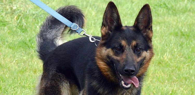 (Fot. słupskie schronisko dla zwierząt)