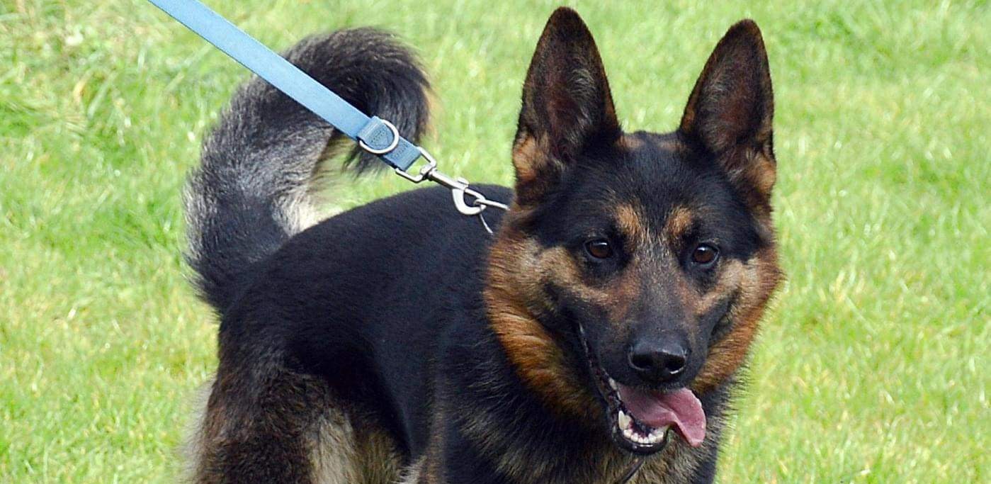 (Fot. słupskie schronisko dla zwierząt)