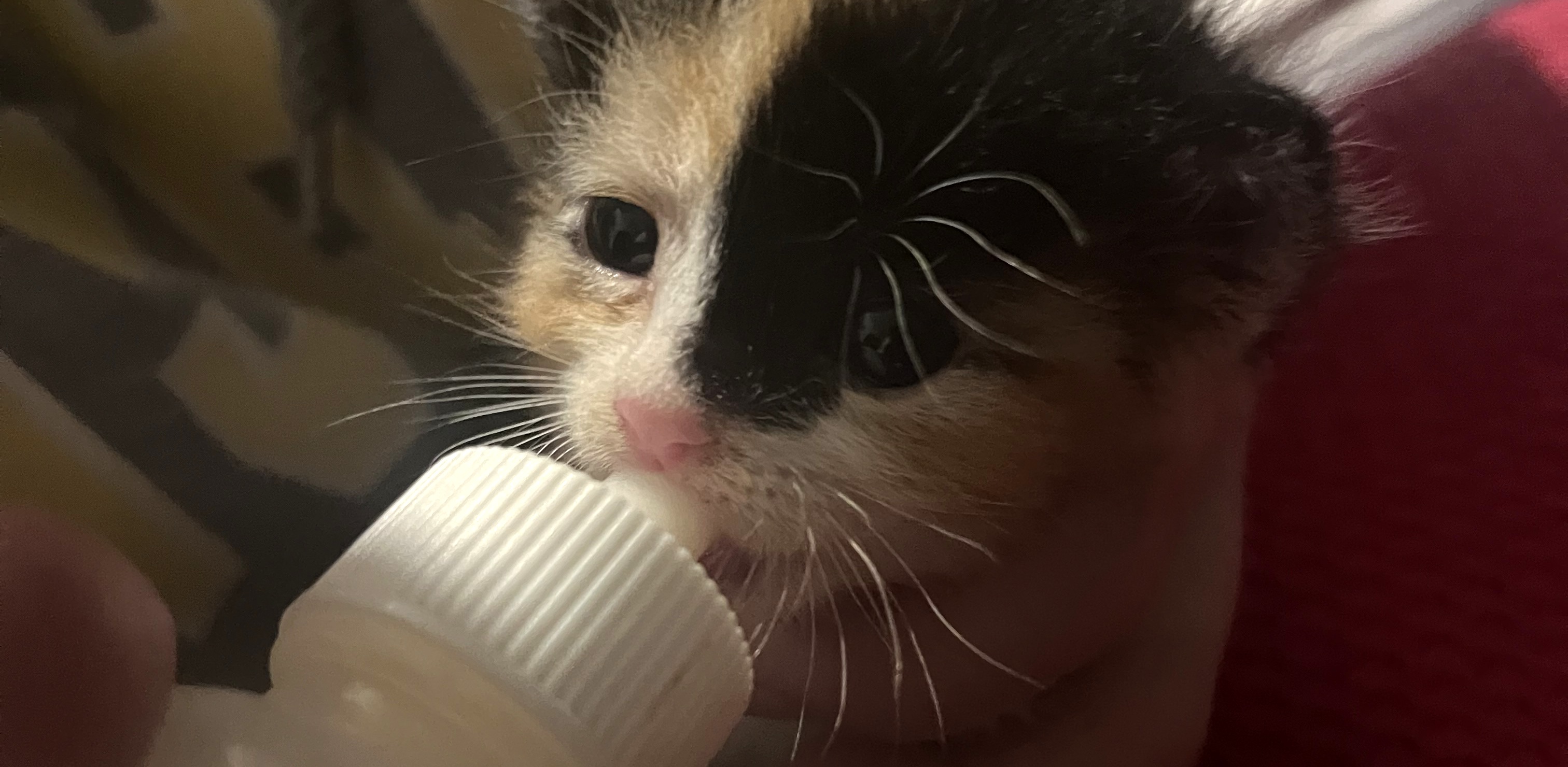 (Fot. Radio Gdańsk/Joanna Merecka-Łotysz)