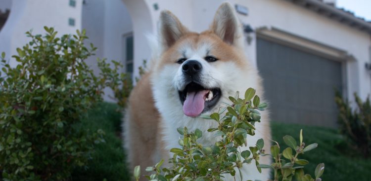 (Fot. Wikimedia Commons/Elias Xian)