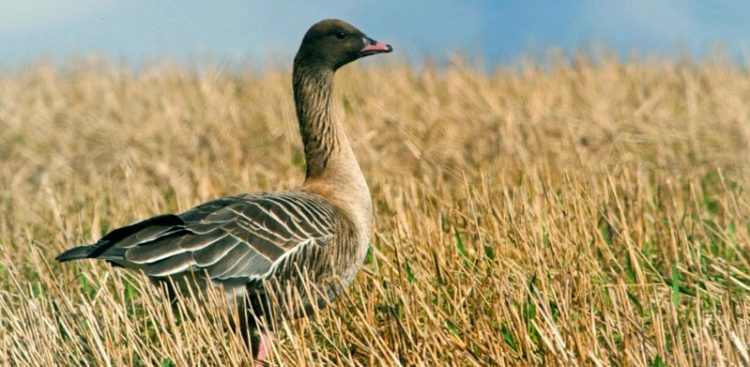 (Fot. Wikimedia Commons/Perivani)