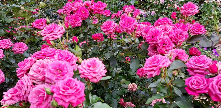 (Fot. Radio Gdańsk/Włodzimierz Raszkiewicz)