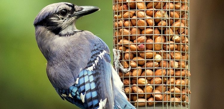 (Fot. Wikimedia Commons)