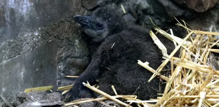 (Fot. Gdański Ogród Zoologiczny)