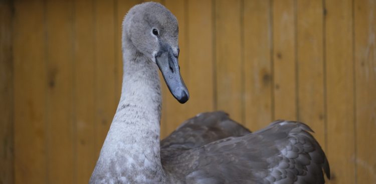 (Fot. Facebook,com/Pomorski Ośrodek Rehabilitacji Dzikich Zwierząt "Ostoja")