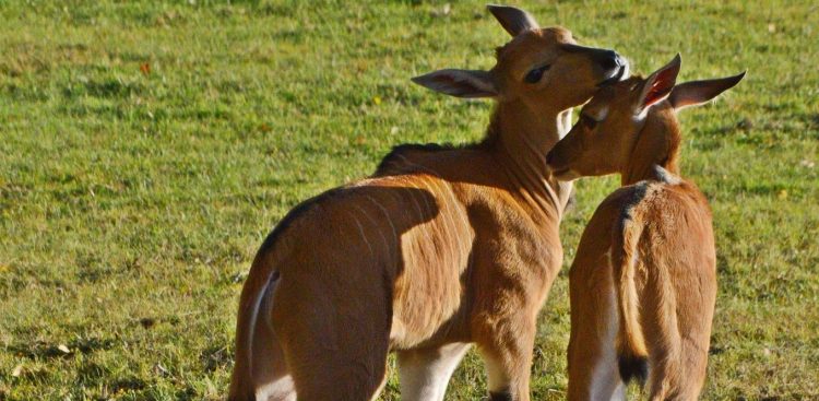 (Fot. Facebook.com/Gdański Ogród Zoologiczny)