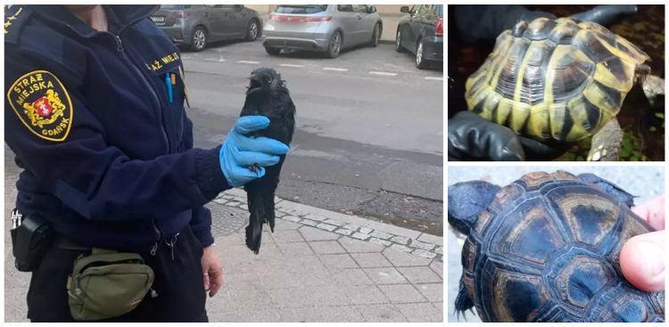 (Fot. strazmiejska.gda.pl)