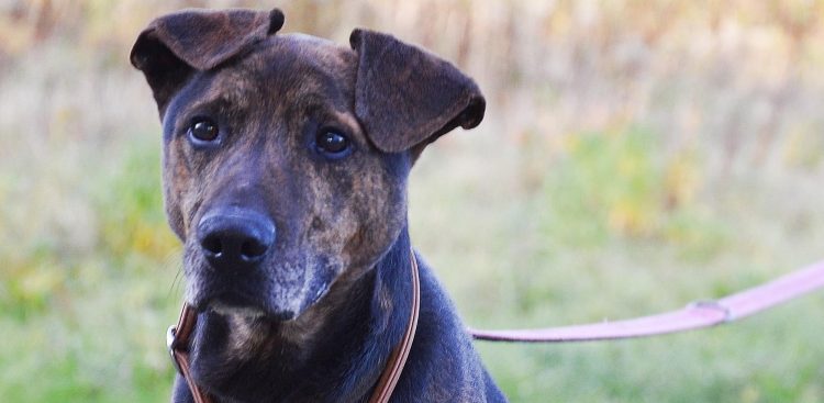 (Fot. słupskie schronisko dla zwierząt)