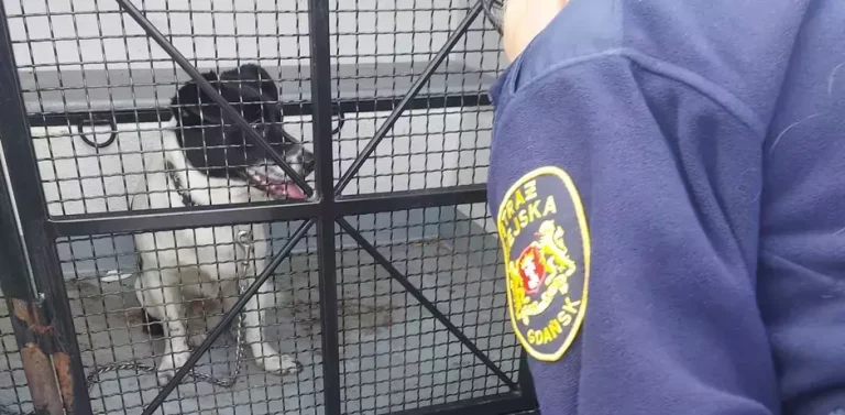 (Fot. Straż Miejska w Gdańsku/www.strazmiejska.gda.pl)