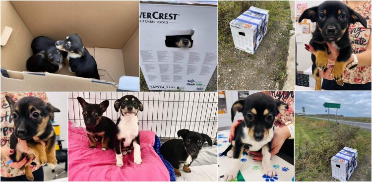 (Fot. słupskie schronisko dla zwierząt)