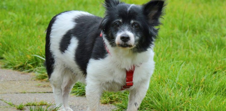 (Fot. schronisko dla zwierząt w Słupsku)