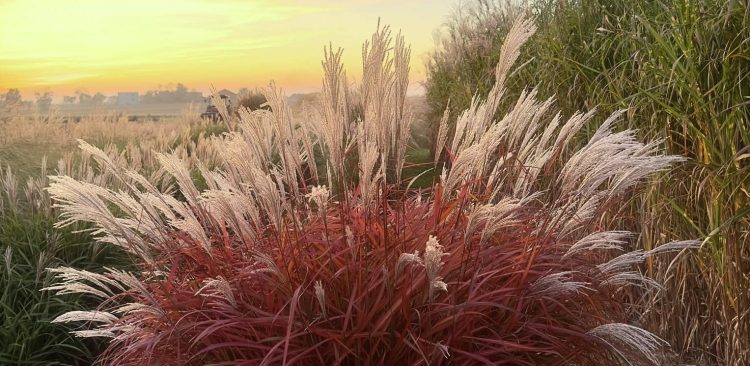 (Fot.  Agnieszka Hubeny-Żukowska)