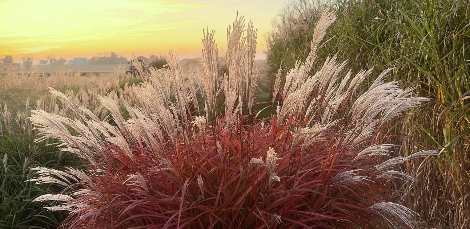 (Fot.  Agnieszka Hubeny-Żukowska)