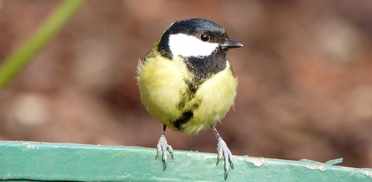 (Fot. Wikimedia Commons/Evas-naturfotografie)