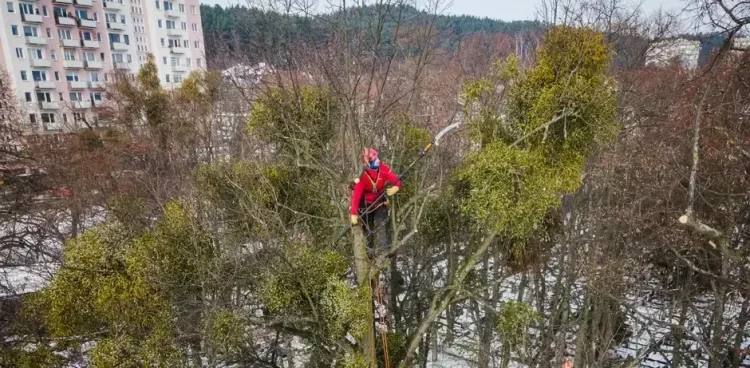 (Fot. mat.pras./Gdański Zarząd Dróg i Zieleni)