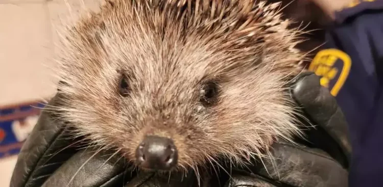 (fot. Straż Miejska w Gdańsku)