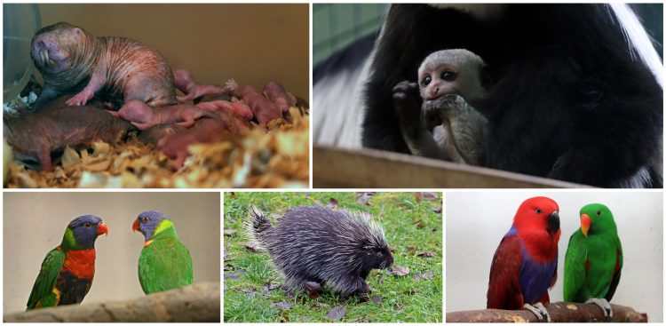 (Fot. Facebook.com/Gdański Ogród Zoologiczny)