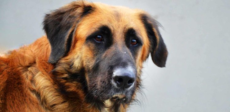 (Fot. Schronisko dla Zwierząt w Słupsku)