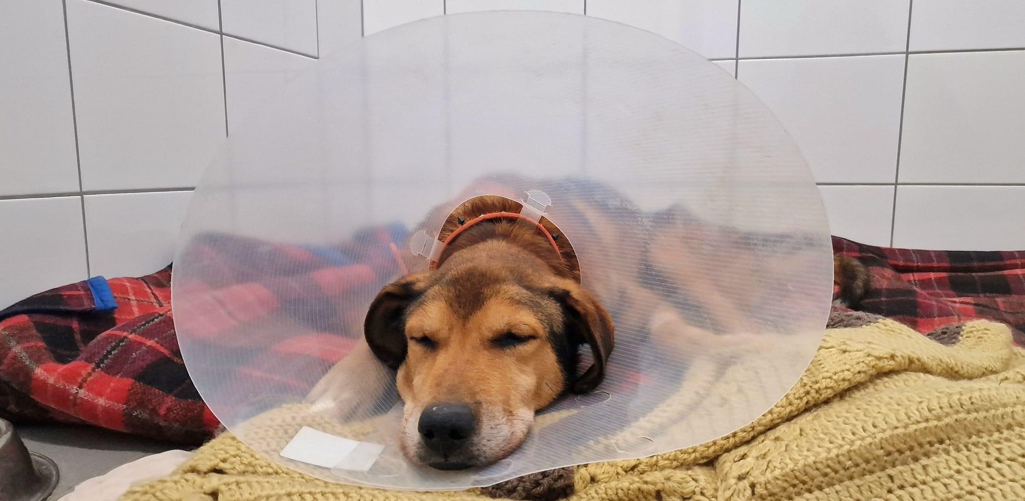 (Fot. słupskie schronisko dla zwierząt)