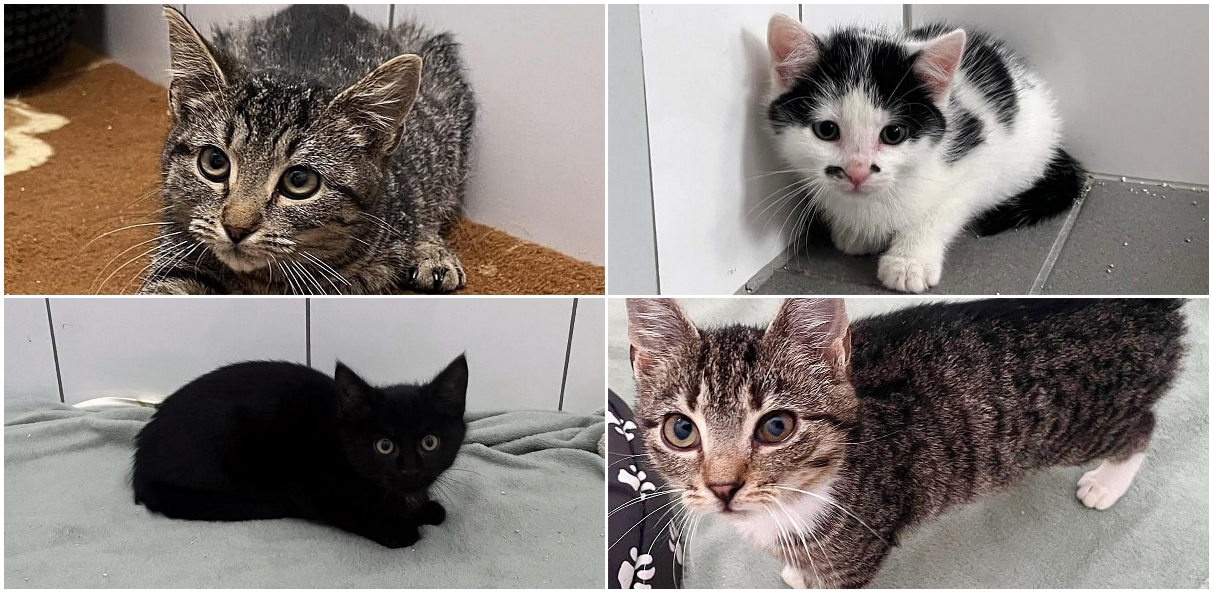 (Fot. słupskie schronisko dla zwierząt)