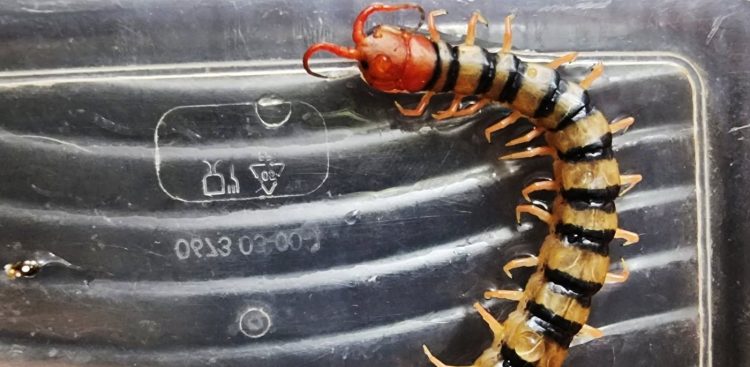 (Fot. Straż Miejska w Gdyni)