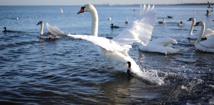 (Fot. Radio Gdańsk/Roman Jocher)