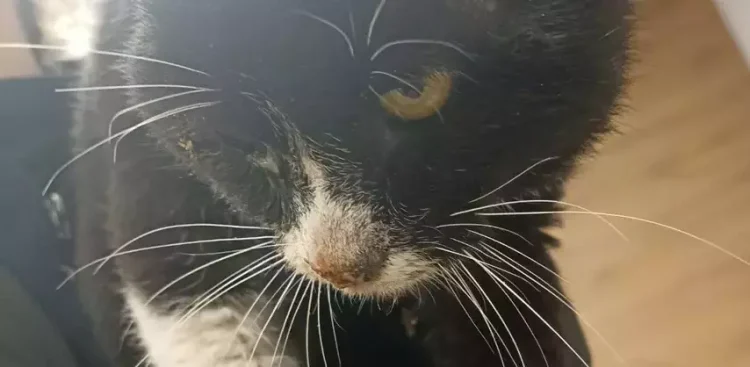 (fot. Straż Miejska Gdańsk)