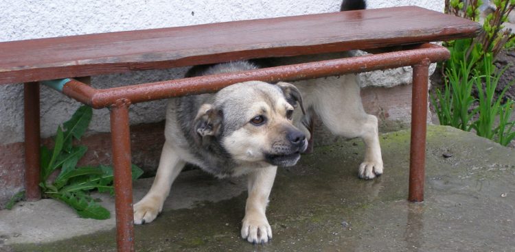 (Fot. Flickr/magro_kr)