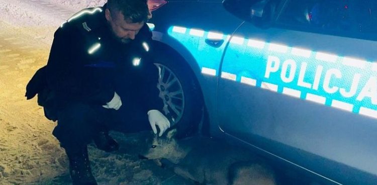 (Fot. pomorska.policja.gov.pl)