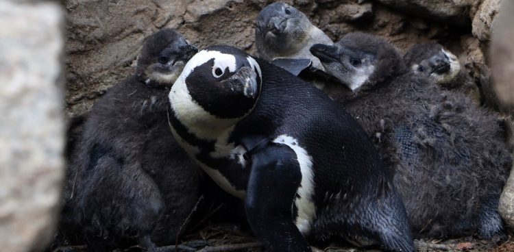 (Fot. Facebook.com/Gdański Ogród Zoologiczny)