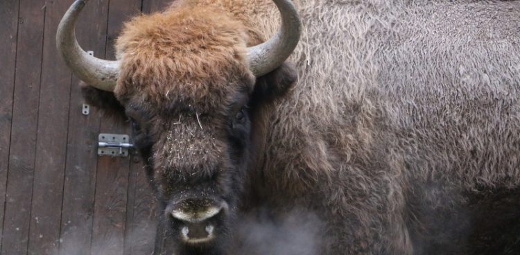 (fot. Facebook/Gdański Ogród Zoologiczny)